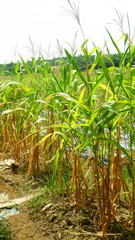 photography of corn plants in the garden during the day