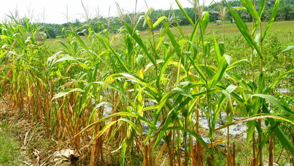 Obraz premium photography of corn plants in the garden during the day