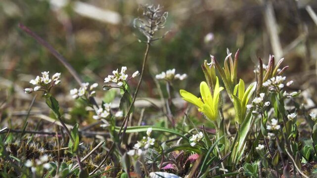 Dwarf plants as affect of environmental factor - constant strong winds, aridity (phenotype sensitivity, jasmonates. Whiteblow (Draba verna), Star of Bethlehem (Gagea lutea) reach 2-4 cm near Azov sea