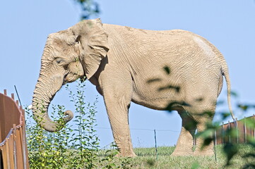 Loxodonta africana aka African bush elephant in ZOO Lesna Zlin in Czech republic. © czjonyyy