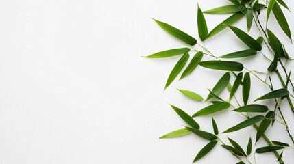 Obraz premium Fresh green bamboo leaves on white background.