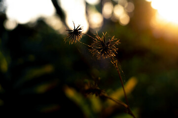 plant silhouette at afternoon looks aesthetic