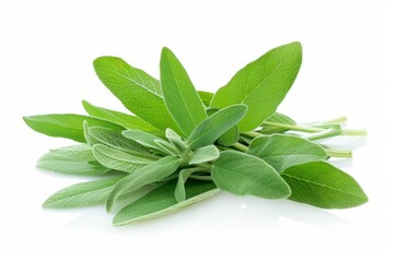Obraz premium A fresh Sage and Sage Power isolated on white