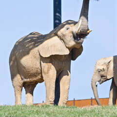 Loxodonta africana aka African bush elephant with baby in ZOO Lesna Zlin in Czech republic. © czjonyyy