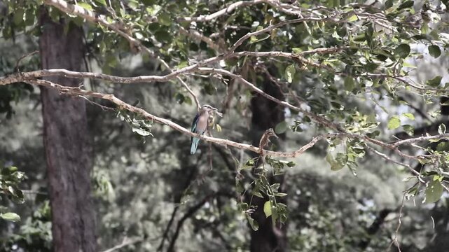 Possibly roller (Coracias) or starling, Rainforest in winter dry season. Thailand