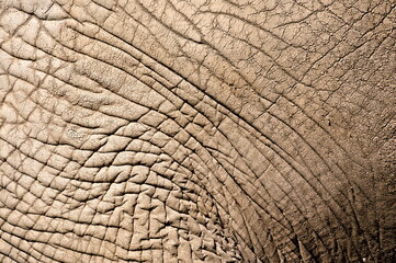 Detail of elephant skin. Loxodonta africana aka African bush elephant in ZOO   Zlin in Czech republic. © czjonyyy