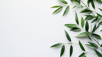 Fototapeta premium Green bamboo leaves on a white background.