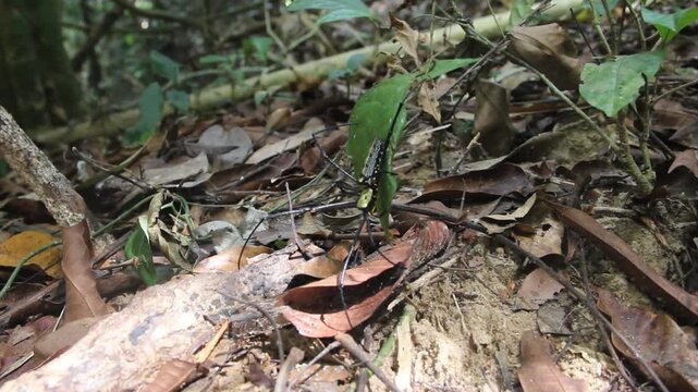 Giant spider in the Thai rainforest (secondary forests). Giant golden orb weaver (Nephila pilipes) female (50 mm but male 5 mm). Female gigantism that the male does not plug her genitals with a cork