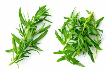Obraz premium A fresh Tarragon and Tarragon Power isolated on white