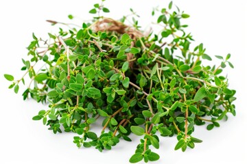 Obraz premium A fresh Thyme and Thyme Power isolated on white