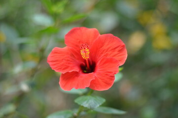 Fototapeta premium A red flower with a yellow center. The flower is in the foreground and the background is green