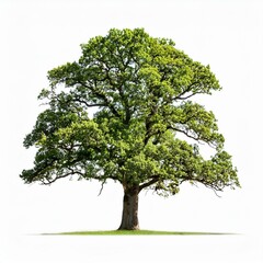 Obraz premium oak tree over white, AI generated