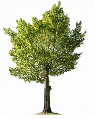 Fototapeta premium plane tree over white, AI generated