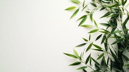 Green leaves of a bamboo plant on a white background.