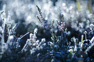 Frost on the plants in the autumn