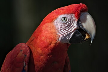 Scarlet macaw aka Ara macao or Ara arakanga with food in the beak. Amazing colorful parrot in ZOO Lesna in Czech republic. Exotic bird native to rainforests of the Americas.