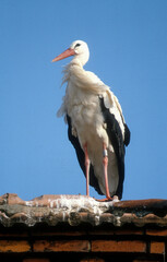 Cigogne blanche, Ciconia ciconia, White Stork