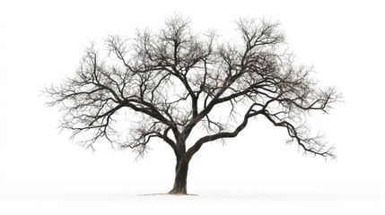 Obraz premium Bare tree on white background