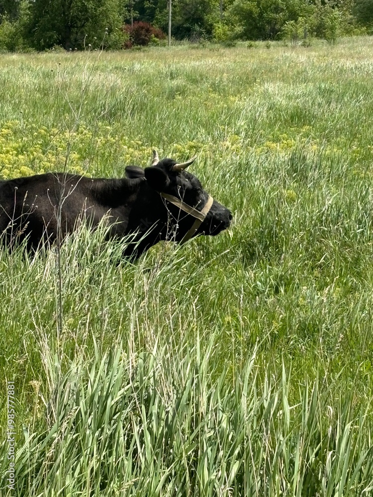 Wall mural cow on a meadow