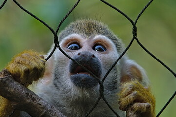 Saimiri sciureus aka Common Squirrel Monkey. Close-up head portrait. Sad look behind the fence....