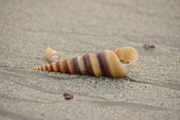 Snails and oysters on the beach