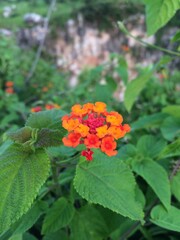 Lantana Flower