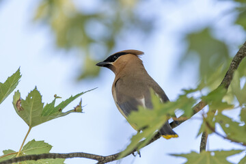 bird on a branch