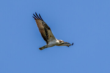 osprey in flight