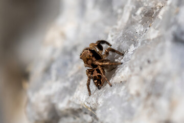 spider on the wall