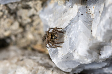 spider on the stone