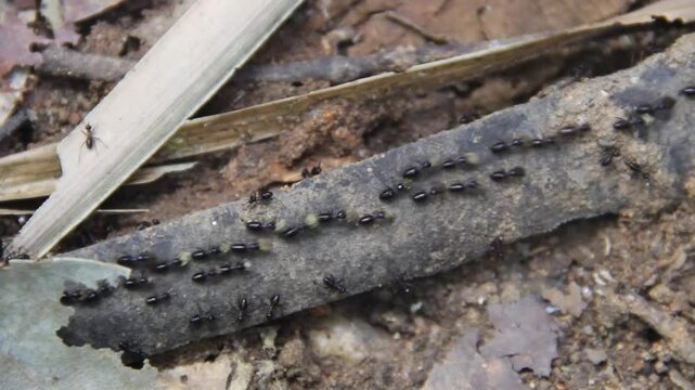 Stray, nomadic ants carry food. The ant road is accurate due to chemical markings. Thailand rainforest in winter, dry season