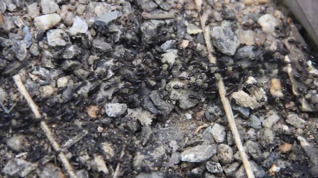 Stray, nomadic ants carry food. The ant road is accurate due to chemical markings. Thailand rainforest in winter, dry season