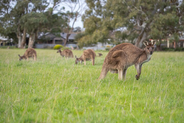 Kangaroos graze on green grass against the backdrop of residential buildings near a human settlement, life in Australia