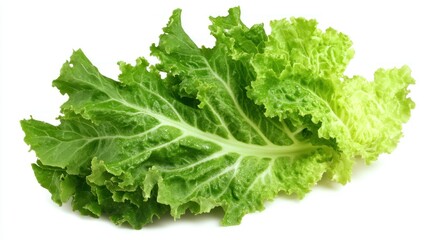 A Fresh Green Lettuce Leaf Isolated on White