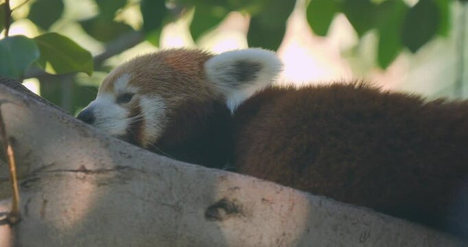 Red Panda in tree