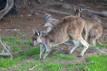 Two cute wallaby kangaroo is grazing on a green meadow in Australia, wildlife and beauty in nature, close up