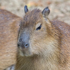 Hydrochoerus hydrochaeris aka capybara close-up head portrait. The largest living rodent.