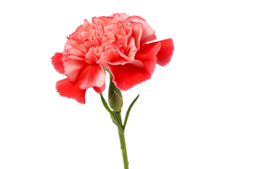 a carnation flower cut out