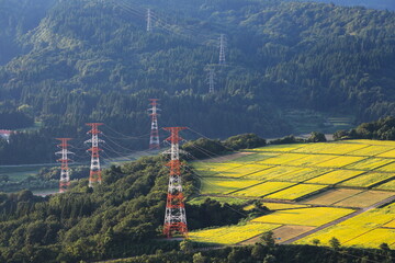 実りの田んぼと鉄塔