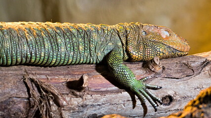 Fototapeta premium Dracaena guianensis aka Northern caiman lizard is sleeping in the terrarium.