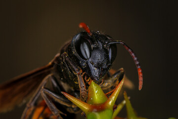 Portrait of Black Wasp, Close up of wasp 