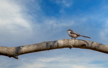Long-tailed tit on tree branch