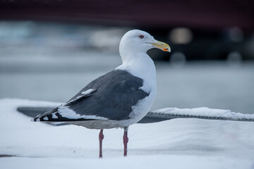 Lesser Black-backed Gull.( Larus fuscus )