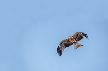 Japan’s Ubiquitous Scavenger – The Black-Eared Kite