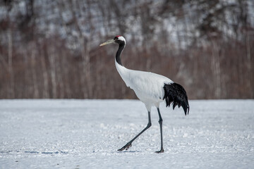 Dancing Cranes. The ritual marriage dance of cranes. The red-crowned crane. Scientific name: Grus japonensis, also called the Japanese crane