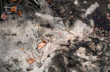 Concept of life and death in nature 