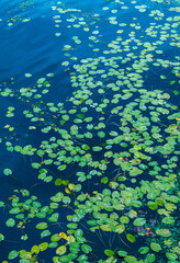 Water lilies natural background 