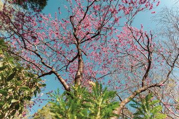 Stroll through this beautiful landscape reflecting the character of English gardens in a bushland setting