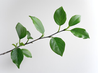 Branche avec des feuilles