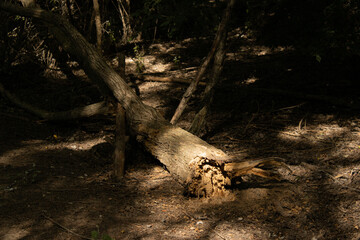 arbol en bosque caido, expuesto en luz tenue